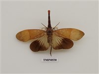 藏品(同翅目)的圖片